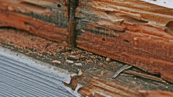 termite control in uniondale, ny