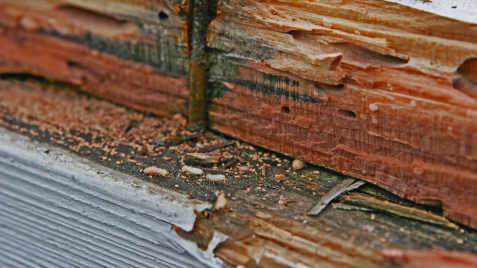 termite control in uniondale, ny