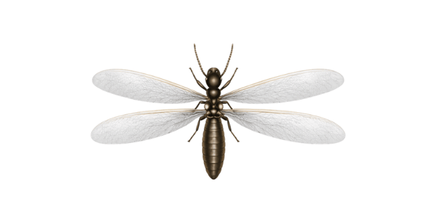 Termite swarmer found near a Long Island property