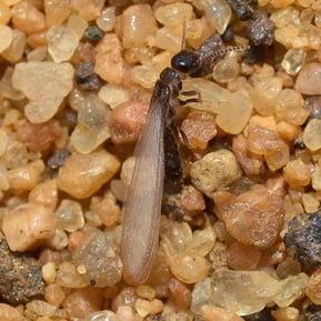 termite swarmer on Pepples