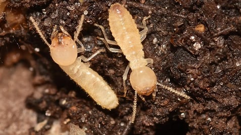 eastern subterranean termites