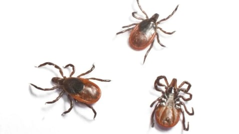 tick pest control service tick pest control service