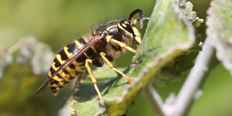 yellowjacket on leaf