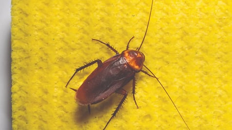 American cockroach or waterbug