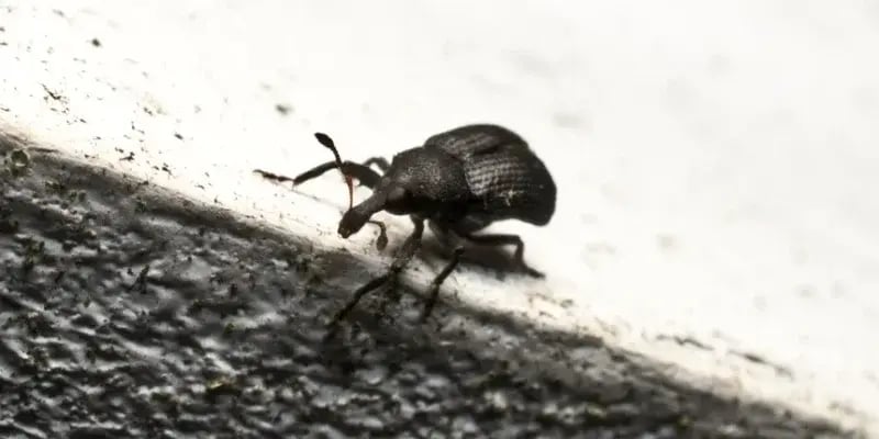 Weevil