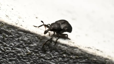 weevil pest control service weevil pest control service