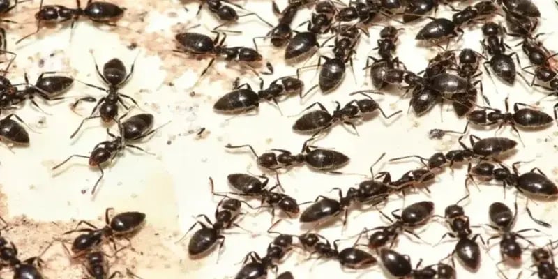 white footed ants