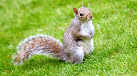 squirrel on grass