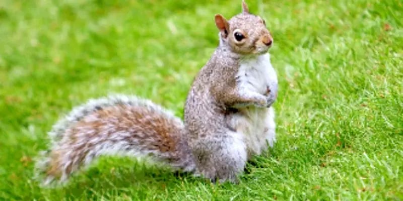 Squirrel