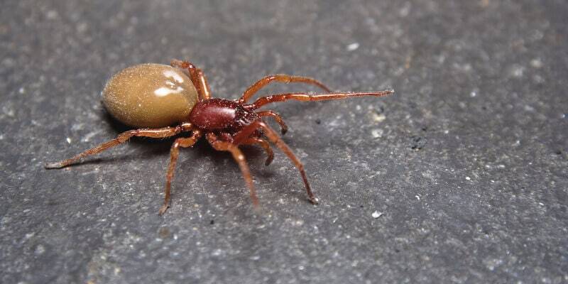 woodlouse spider