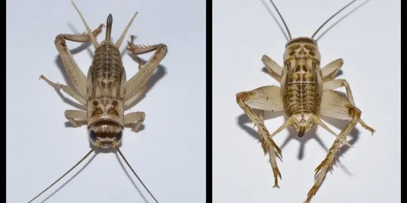 House Cricket