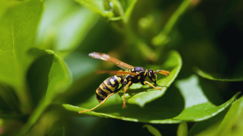 yellowjacket on leaf