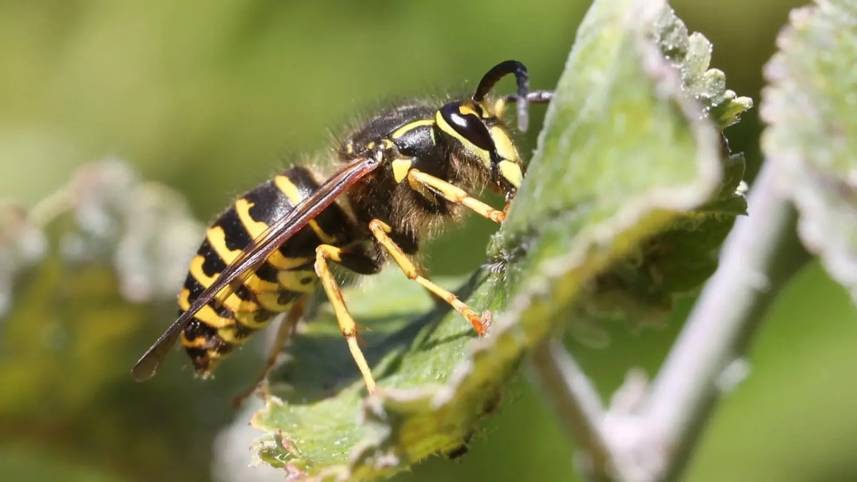 yellowjacket on leaf