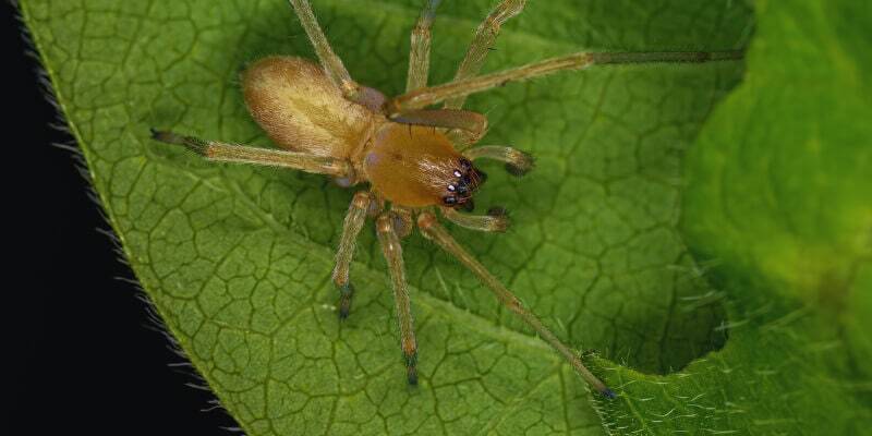 Yellow Sac Spider
