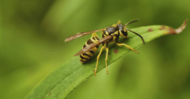How to Prevent Yellow Jackets on Long Island, NY | EM Pest Control