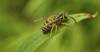 How to Prevent Yellow Jackets on Long Island, NY | EM Pest Control