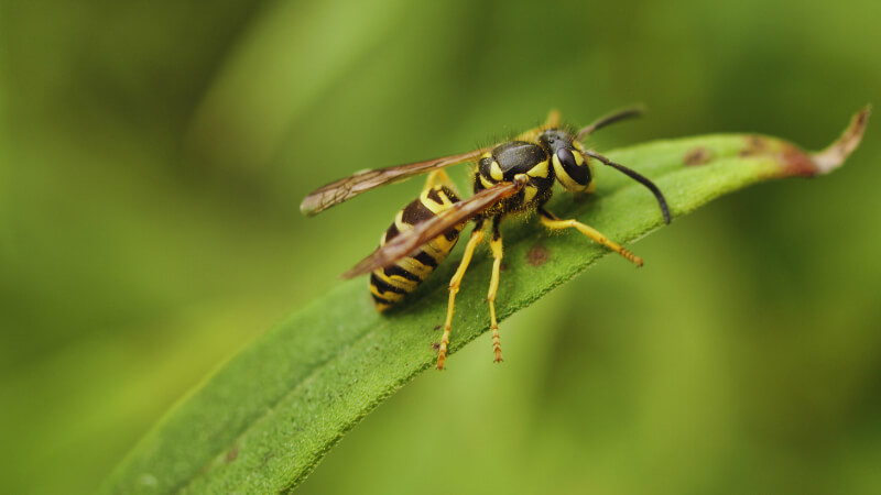 Yellow Jacket