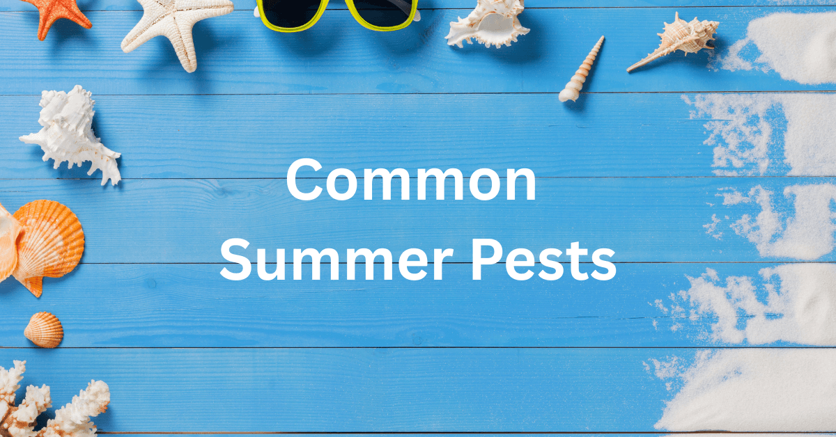 Common Summer Pests on Long Island, NY