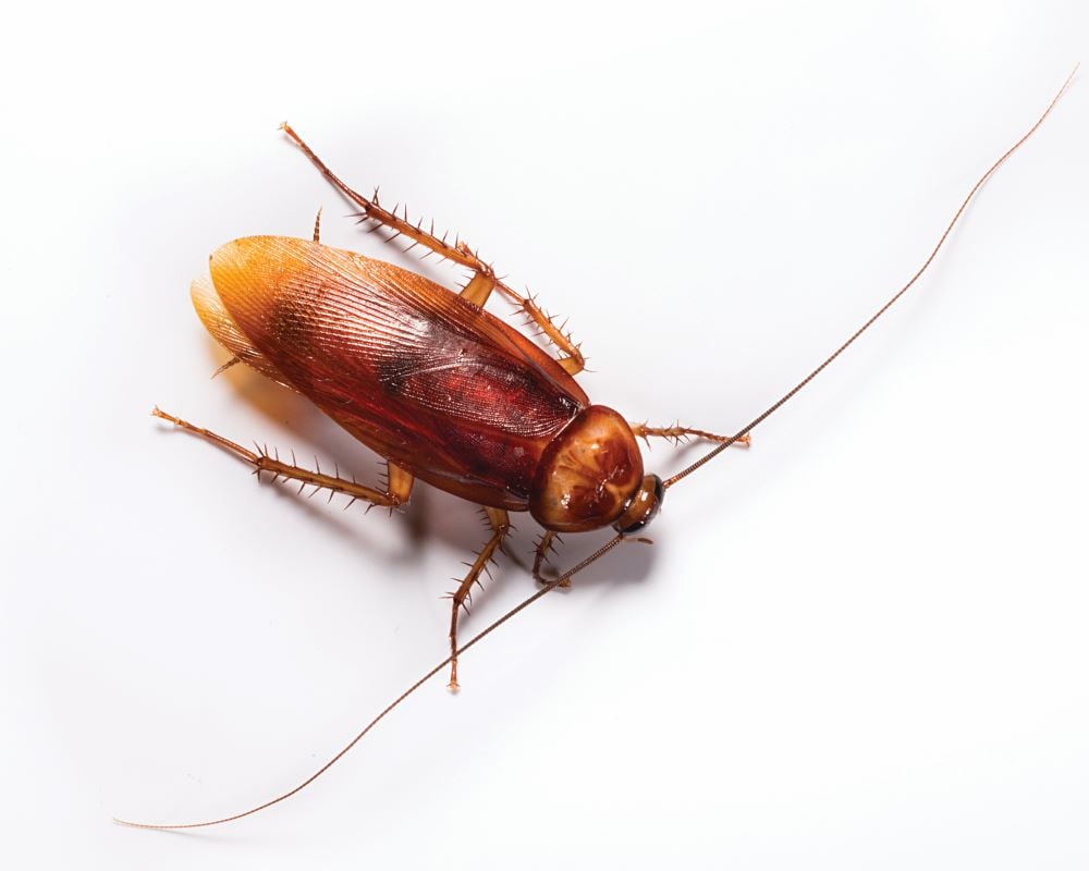 Picture of an American cockroach