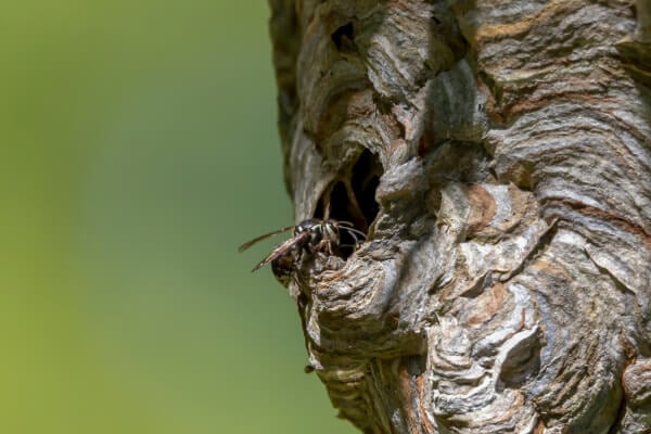 Bald-faced Hornet