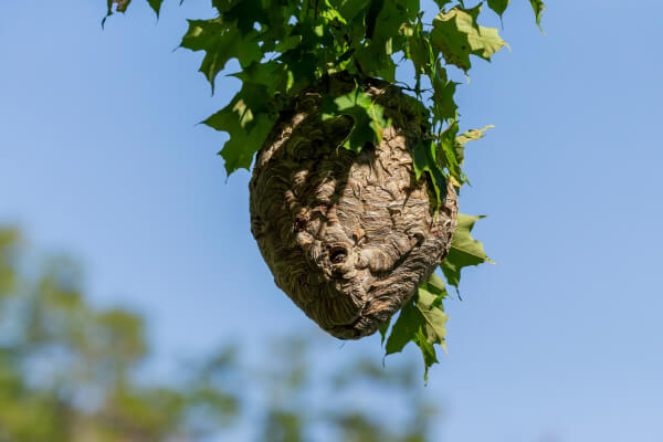 Bald-Faced Hornet Nest