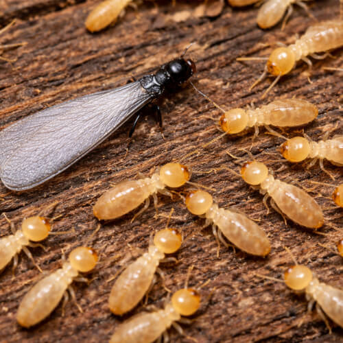 Eastern Subterranean termites swarmers and workers