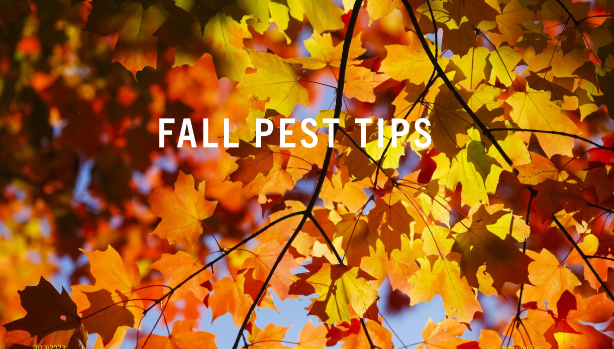 Pest Prevention Tips for the Fall Season