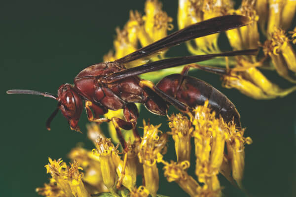 Paper Wasp