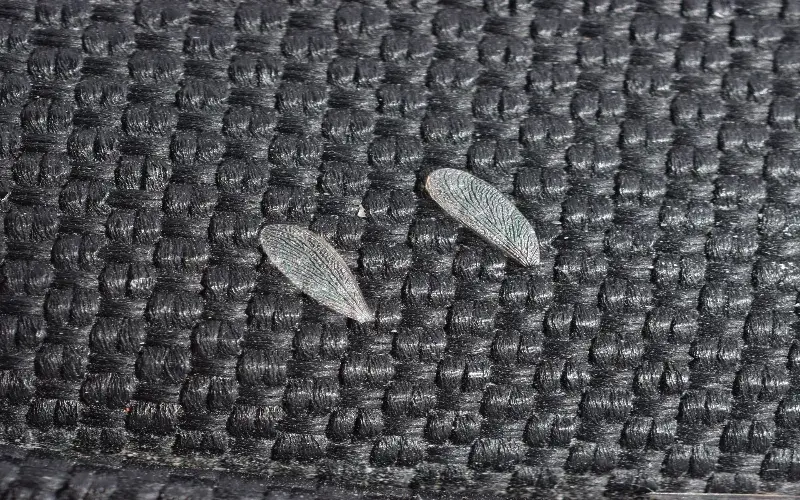 Discarded termite wings near a window or entry point