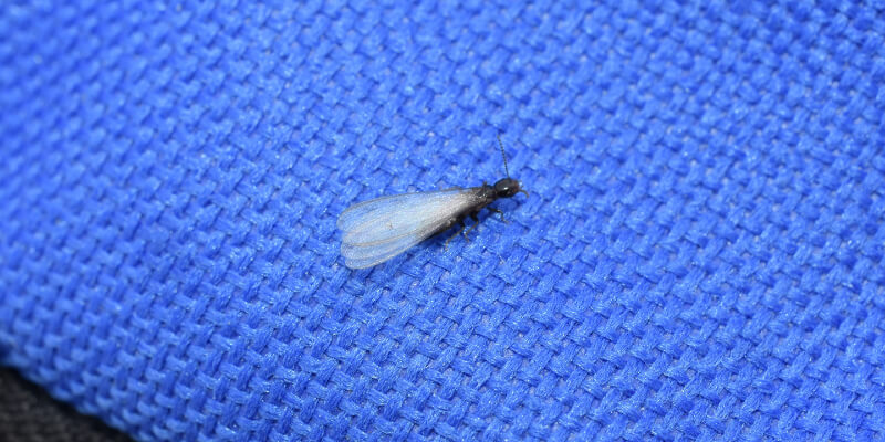 Termite Winged