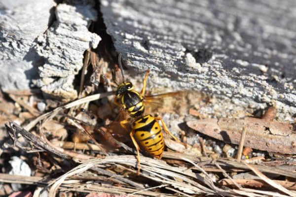 Yellow Jacket Wasp