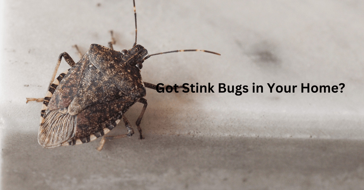 Stink Bug