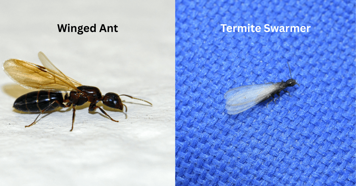 How to Tell Flying Ants from Termite Swarmers on Long Island | EM Pest Control
