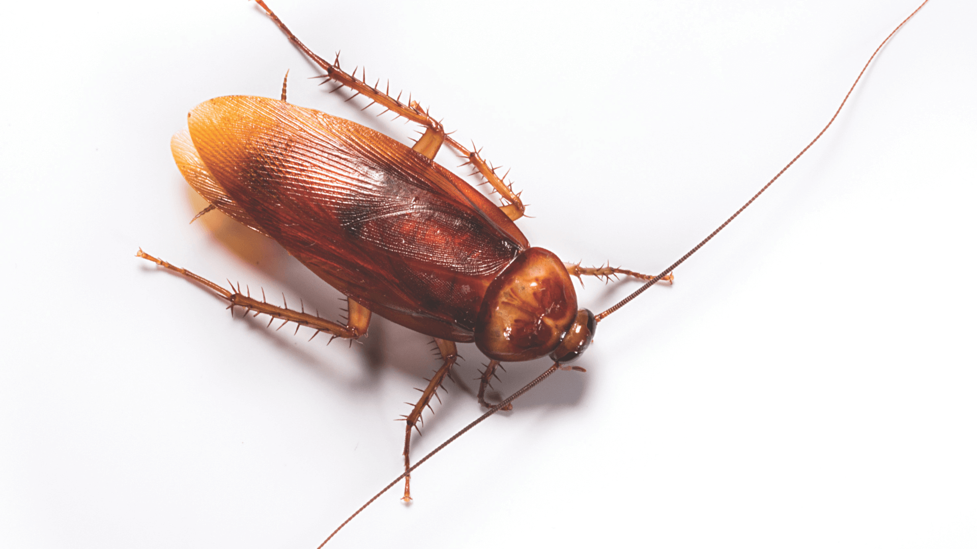Cockroach Pest Control on Long Island, NY