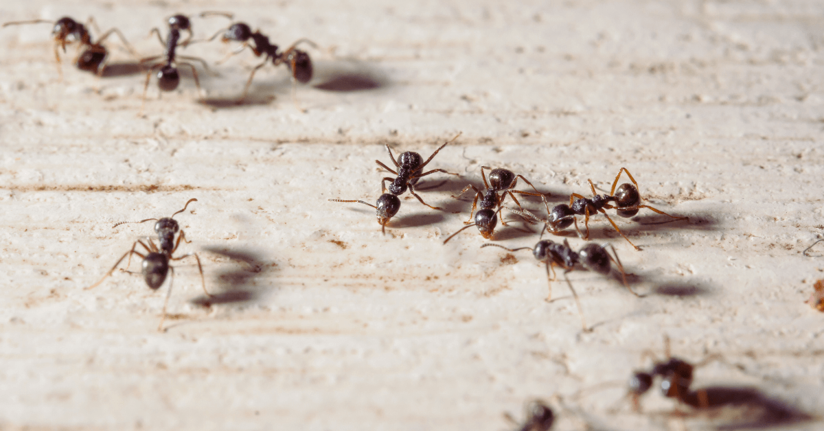 Ant Exterminator Near Me