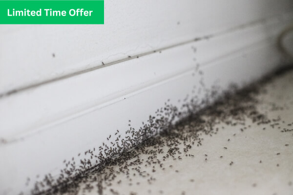 Rodent Bait Station EM Pest Control