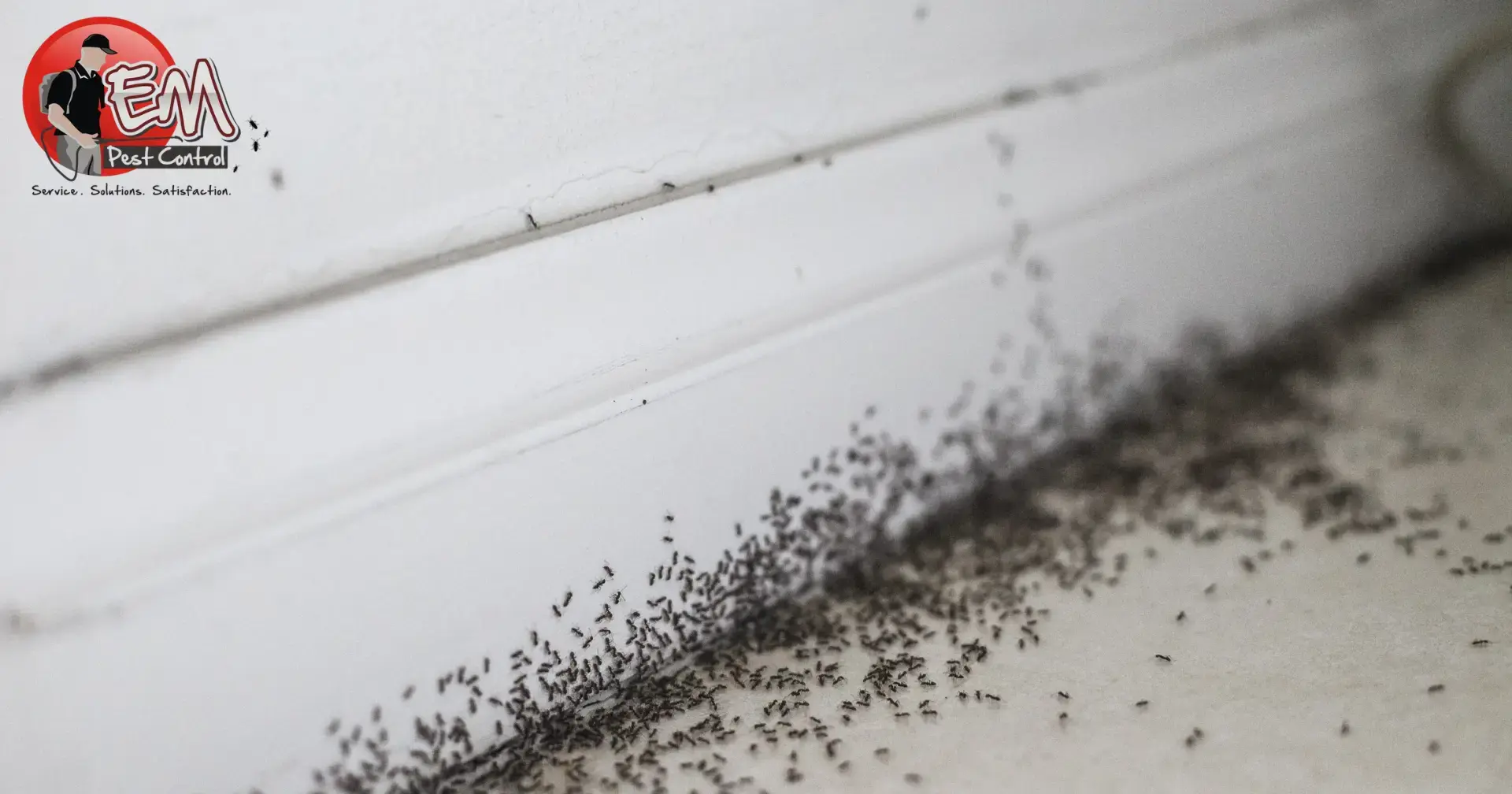 Ants in Long Island Home