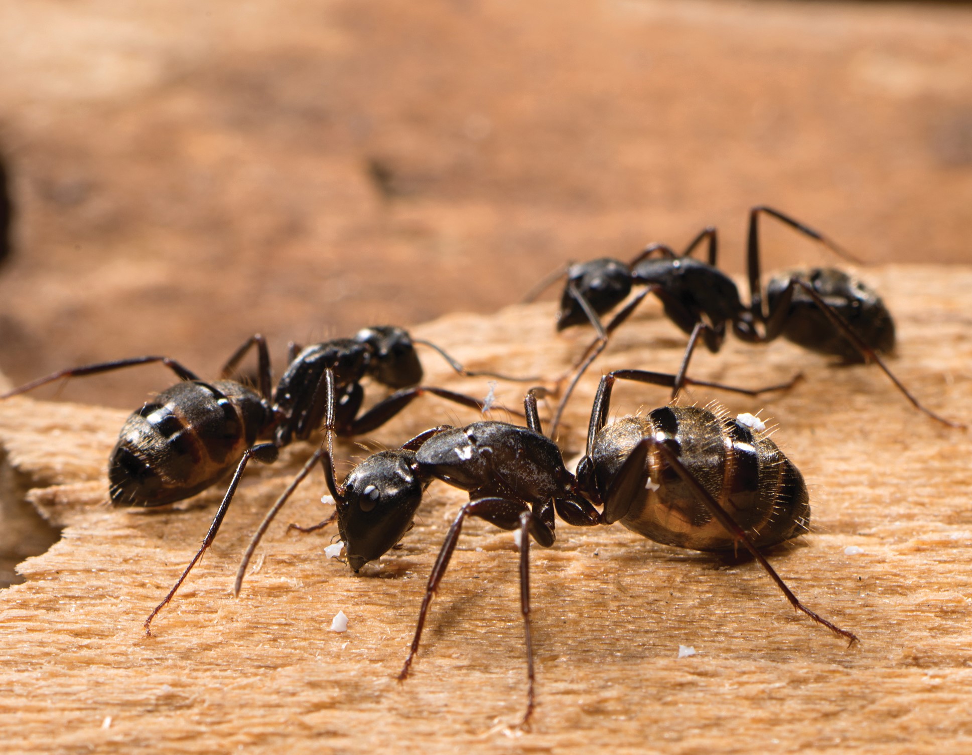 Carpenter ants on wood