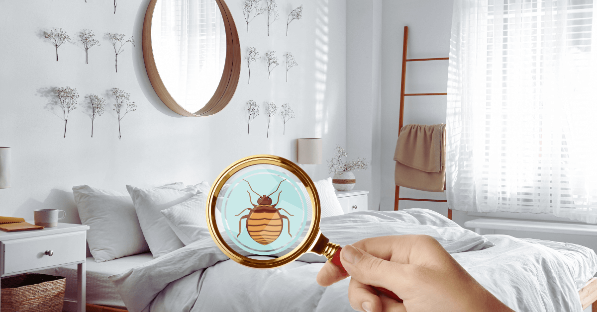 Bed Bug Inspection in Long Island, NY | EM Pest Control