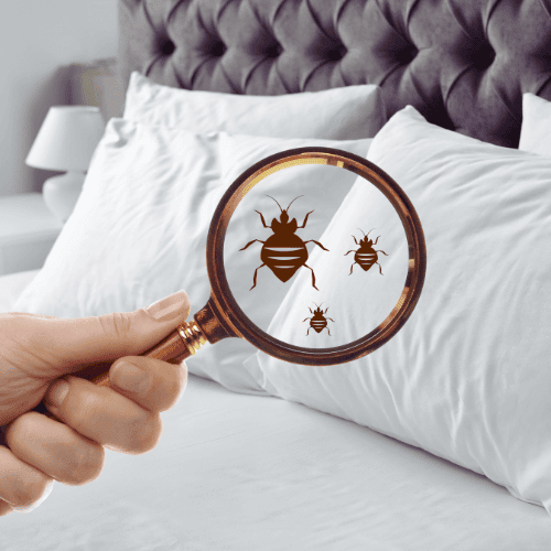 Bed bug inspection