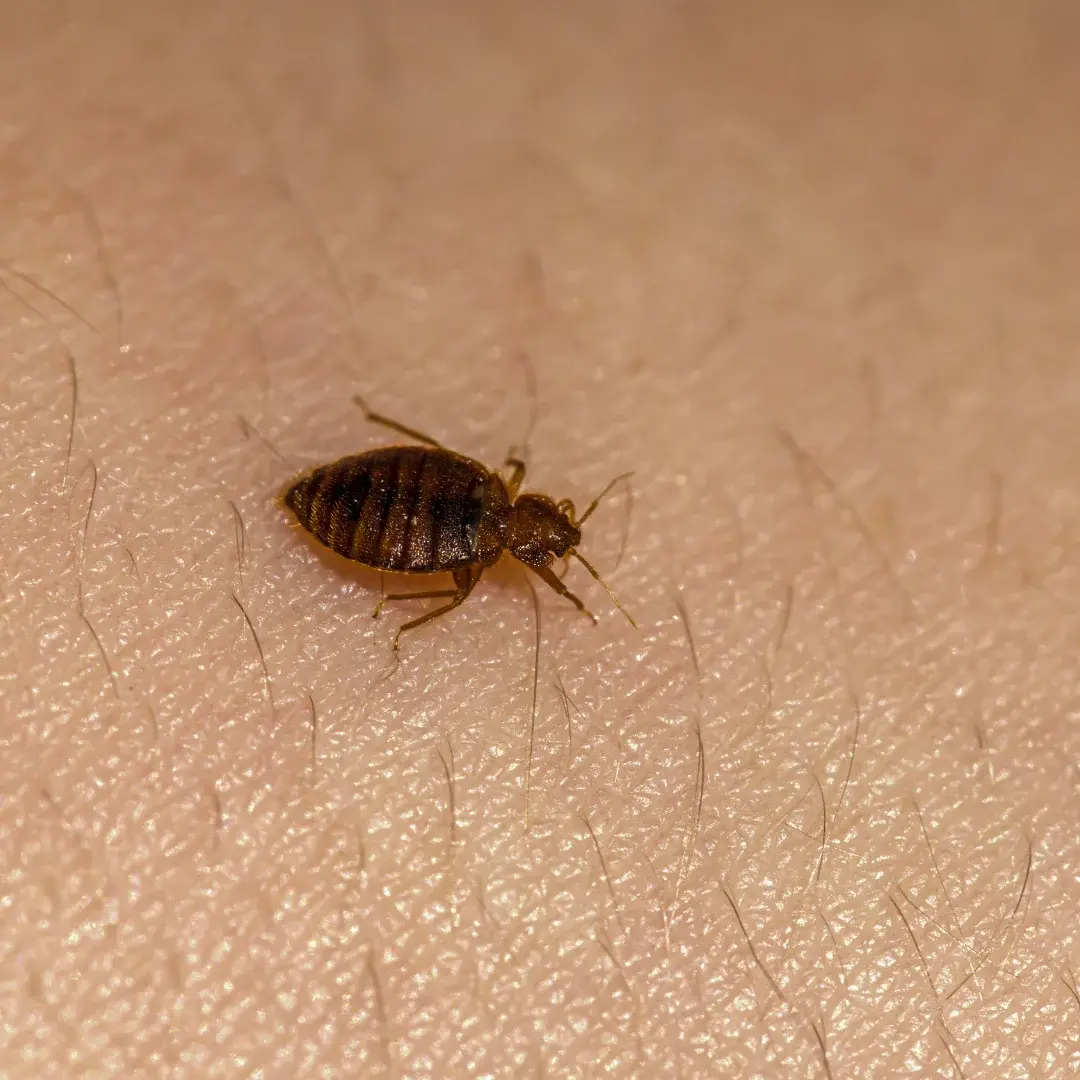 bed bug pest control