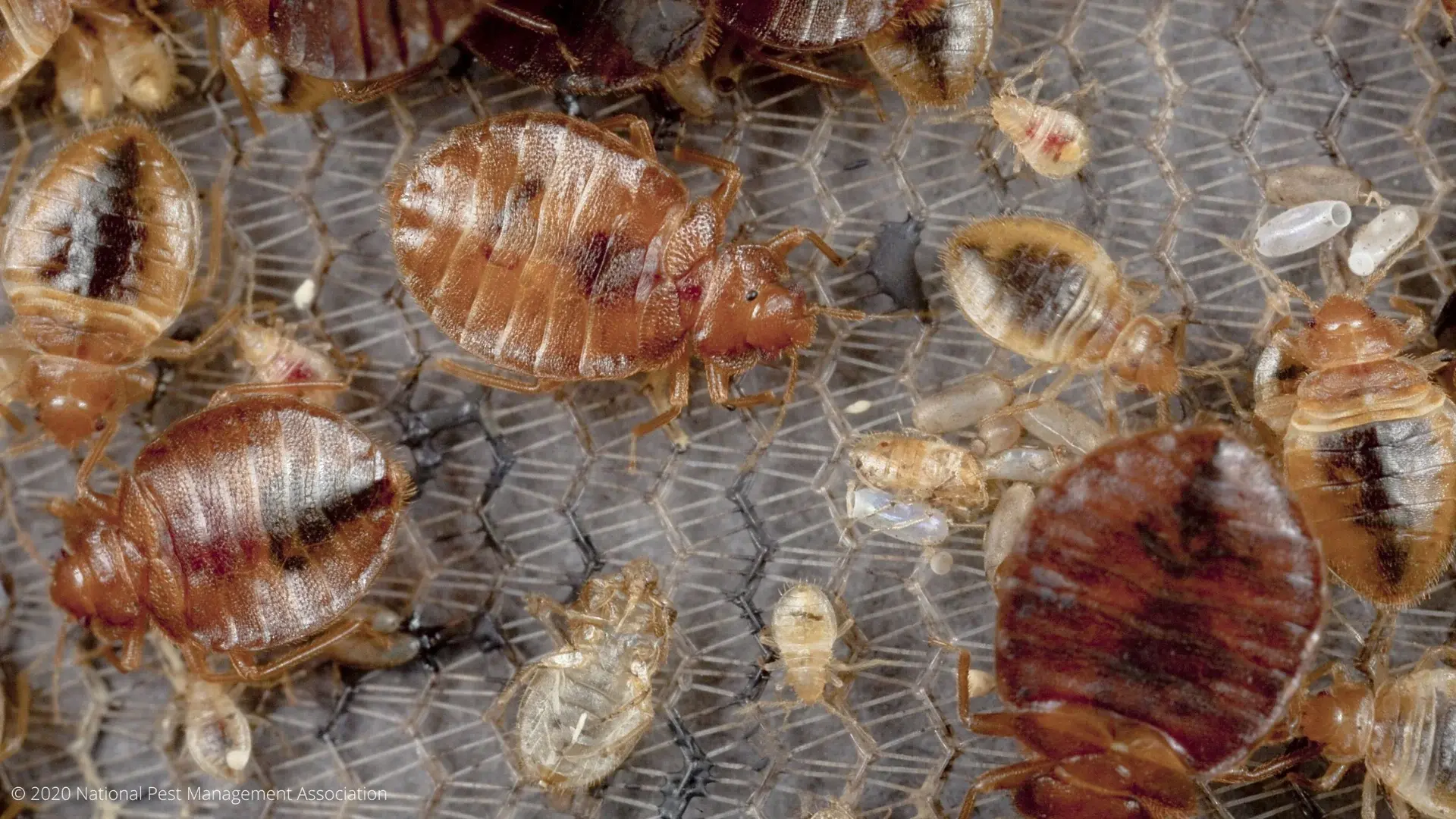 Bed Bugs in Long Island