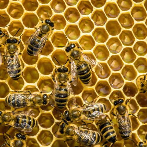 Bee Removal Services in Long Island and Queen, NY