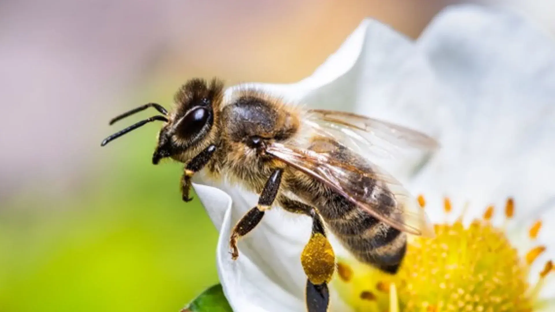 bee on flower