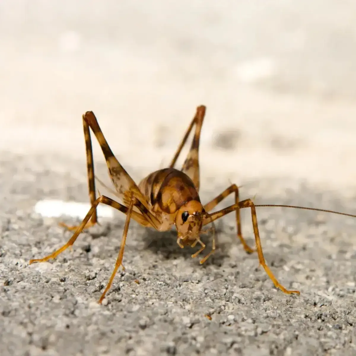 Camel cricket in a damp basement environment on Long Island