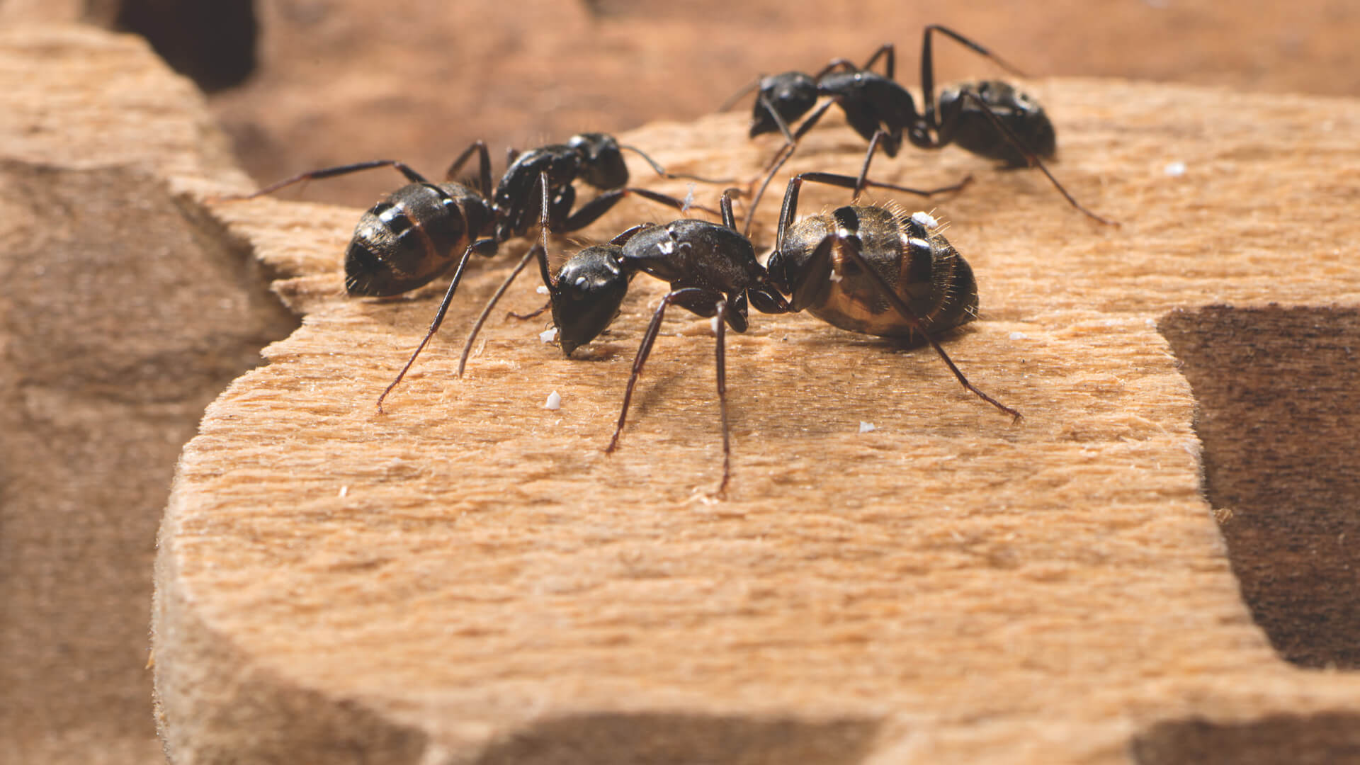 Carpenter ants