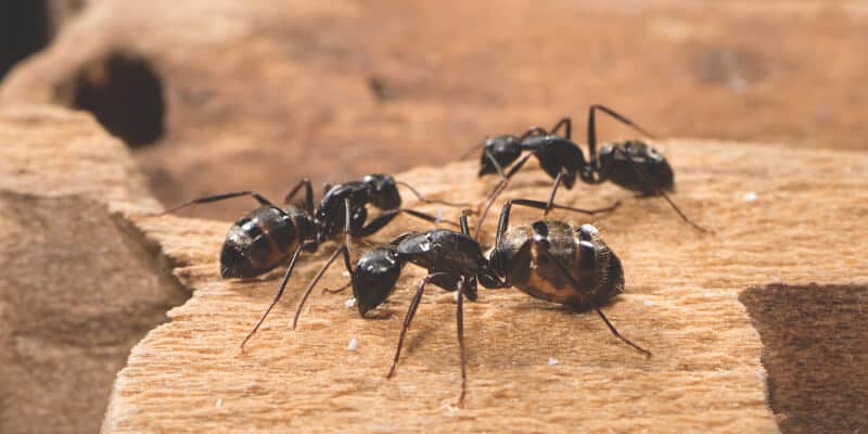 Carpenter ants on wood