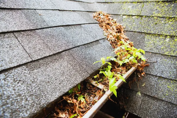 Close up of roof gutter and overhang