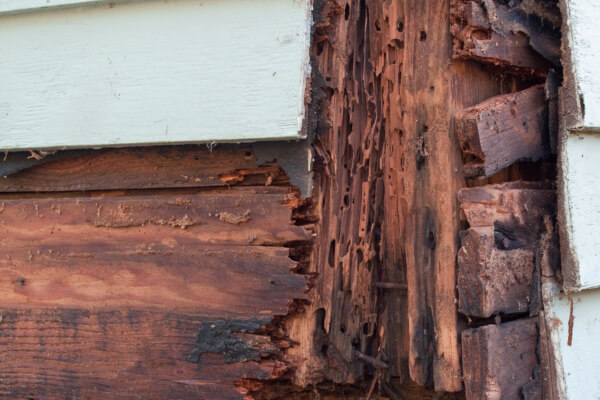 Termite damage