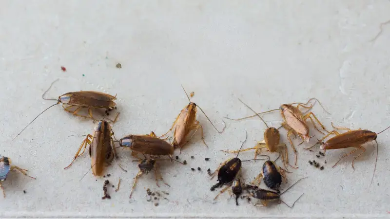 Live cockroach and cockroach droppings found inside a Long Island home